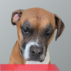 In Loving Memory of Zeus (2011-2024)